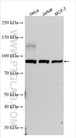 NFATC4 Antibody in Western Blot (WB)