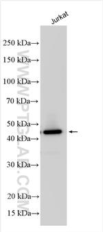 C17orf75 Antibody in Western Blot (WB)