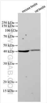 WDR69 Antibody in Western Blot (WB)