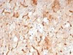 GBP1 Antibody in Immunohistochemistry (Paraffin) (IHC (P))
