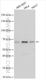 FAM134C Antibody in Western Blot (WB)