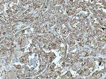 AE2 Antibody in Immunohistochemistry (Paraffin) (IHC (P))