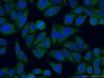 C19orf21 Antibody in Immunocytochemistry (ICC/IF)