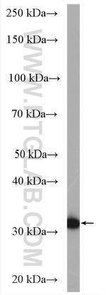 C1orf187 Antibody in Western Blot (WB)