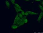 IQCD Antibody in Immunocytochemistry (ICC/IF)