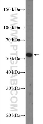 IQCD Antibody in Western Blot (WB)