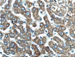 C5orf33 Antibody in Immunohistochemistry (Paraffin) (IHC (P))