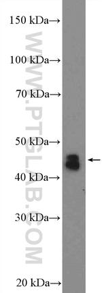 C5orf33 Antibody in Western Blot (WB)