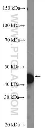 C5orf33 Antibody in Western Blot (WB)