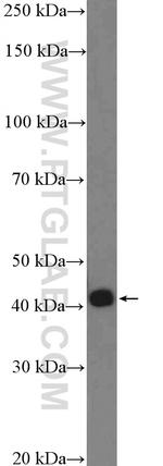 POU5F2 Antibody in Western Blot (WB)