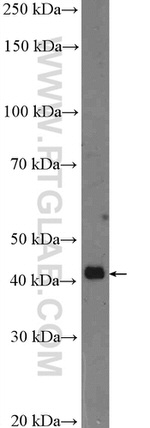 POU5F2 Antibody in Western Blot (WB)