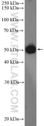RNF14 Antibody in Western Blot (WB)