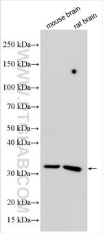 SLC25A36 Antibody in Western Blot (WB)