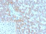 GC Vitamin D Binding Protein Antibody in Immunohistochemistry (Paraffin) (IHC (P))