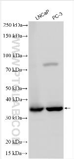 HOXB13 Antibody in Western Blot (WB)