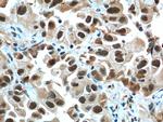 CCDC59 Antibody in Immunohistochemistry (Paraffin) (IHC (P))