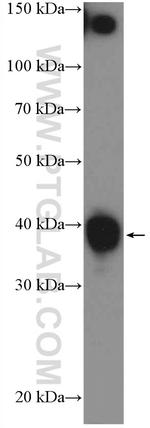 CCDC59 Antibody in Western Blot (WB)