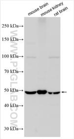 SLC7A7 Antibody in Western Blot (WB)