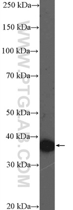 FAM92B Antibody in Western Blot (WB)
