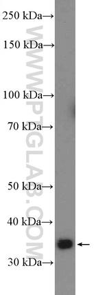 FAM92B Antibody in Western Blot (WB)