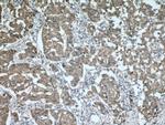 BAG6 Antibody in Immunohistochemistry (Paraffin) (IHC (P))