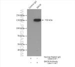 BAG6 Antibody in Immunoprecipitation (IP)