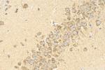 SLC29A4 Antibody in Immunohistochemistry (Paraffin) (IHC (P))