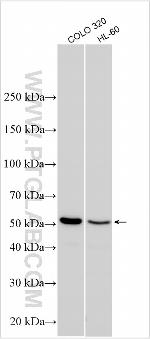 KCNH1 Antibody in Western Blot (WB)