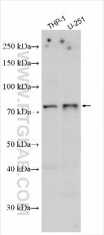 FAM98A Antibody in Western Blot (WB)