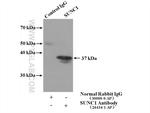 SUNC1 Antibody in Immunoprecipitation (IP)