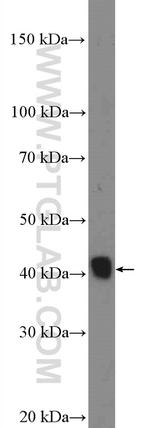 SUNC1 Antibody in Western Blot (WB)