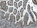 5HT2A Receptor Antibody in Immunohistochemistry (Paraffin) (IHC (P))