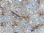 5HT2A Receptor Antibody in Immunohistochemistry (Paraffin) (IHC (P))