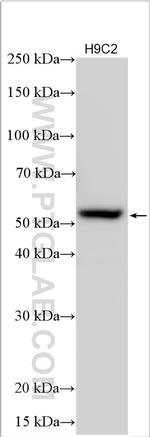 5HT2A Receptor Antibody in Western Blot (WB)