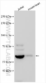 PET112L Antibody in Western Blot (WB)