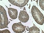 TMEM97 Antibody in Immunohistochemistry (Paraffin) (IHC (P))