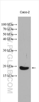 TMEM97 Antibody in Western Blot (WB)