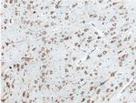 NME7 Antibody in Immunohistochemistry (Paraffin) (IHC (P))