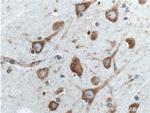 NME7 Antibody in Immunohistochemistry (Paraffin) (IHC (P))