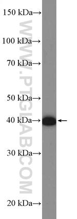 NME7 Antibody in Western Blot (WB)
