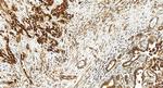 TMEM160 Antibody in Immunohistochemistry (Paraffin) (IHC (P))