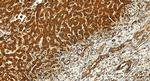 TMEM160 Antibody in Immunohistochemistry (Paraffin) (IHC (P))
