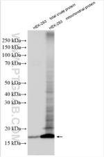 TMEM160 Antibody in Western Blot (WB)