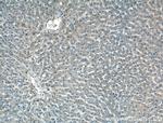 MOS Antibody in Immunohistochemistry (Paraffin) (IHC (P))