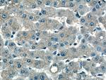 MOS Antibody in Immunohistochemistry (Paraffin) (IHC (P))