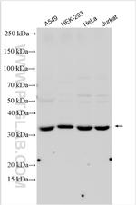 MOS Antibody in Western Blot (WB)