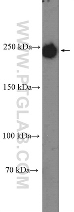 GMAP-210 Antibody in Western Blot (WB)