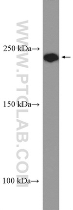 GMAP-210 Antibody in Western Blot (WB)