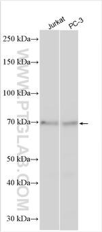 ZSWIM2 Antibody in Western Blot (WB)