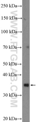 CCNC Antibody in Western Blot (WB)